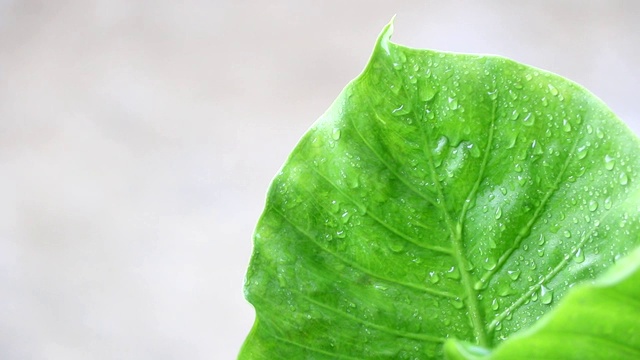 雨后洒在绿叶上的水滴视频素材