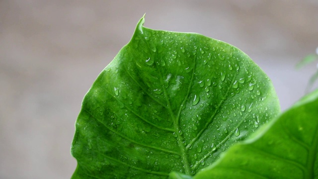 雨后洒在绿叶上的水滴视频素材