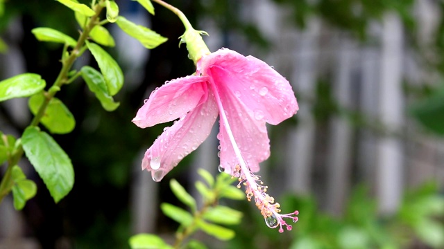 雨后粉红花朵上的水滴视频素材