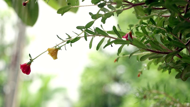 雨后粉红花朵上的水滴视频素材