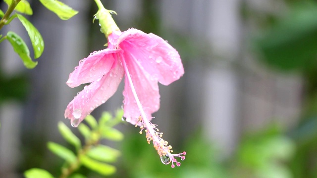 雨后粉红花朵上的水滴视频素材