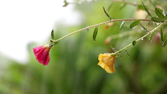 雨后粉红花朵上的水滴视频素材