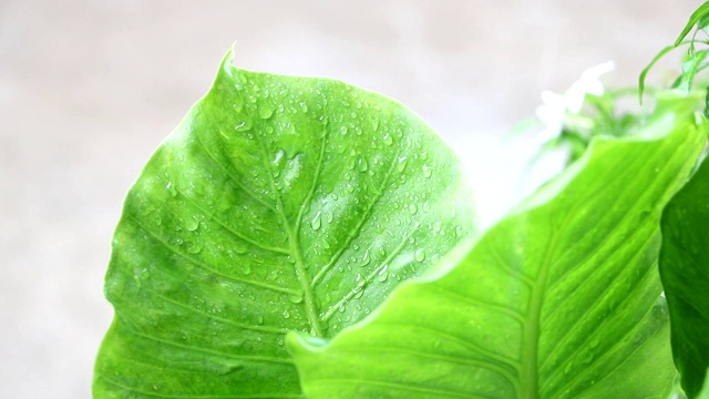 雨后洒在绿叶上的水滴视频素材