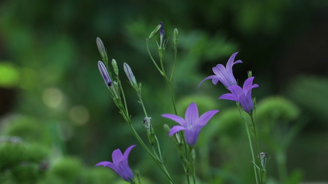 大自然。夏日草地上，风浪吹起野花的细茎、蓝钟。近距离视频素材