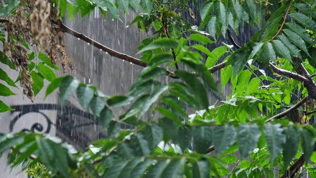 大雨落在树叶上视频素材