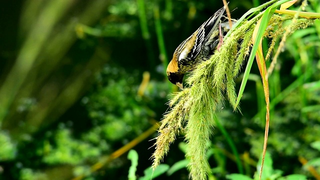 食米鸟在湿地吃野生水稻的种子茎视频素材