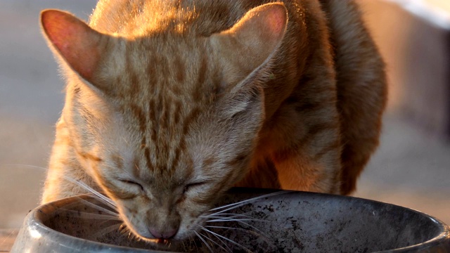 黄猫吃东西视频素材