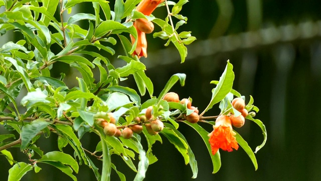 石榴花视频素材