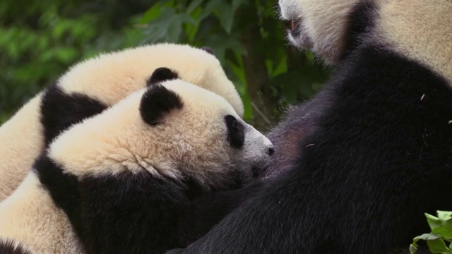 中国，熊猫妈妈正在给两只幼崽喂奶视频购买