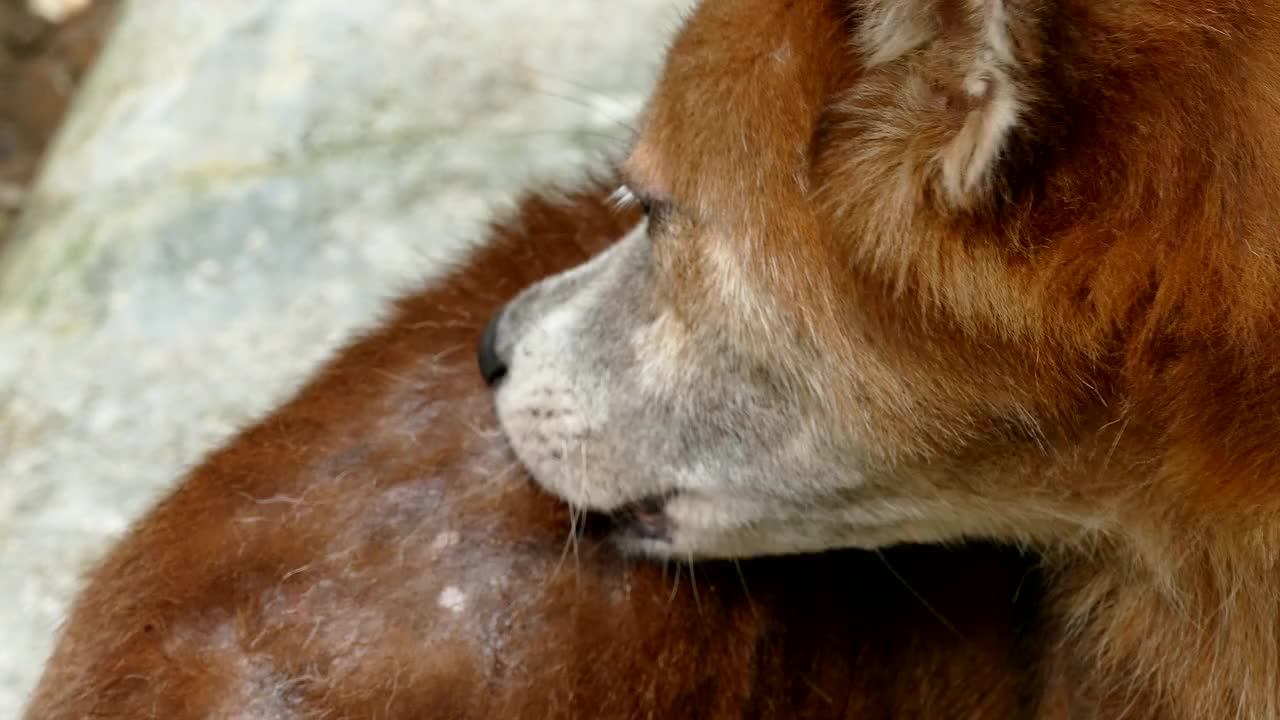 流浪狗狗蛀虫病视频素材