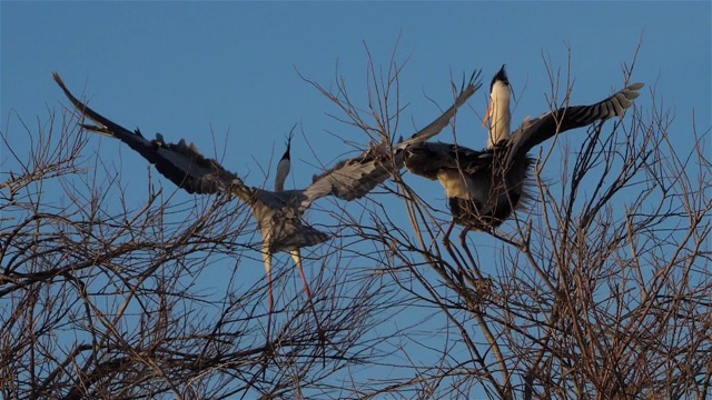 灰鹭，Ardea cinerea, Camargue，法国视频素材