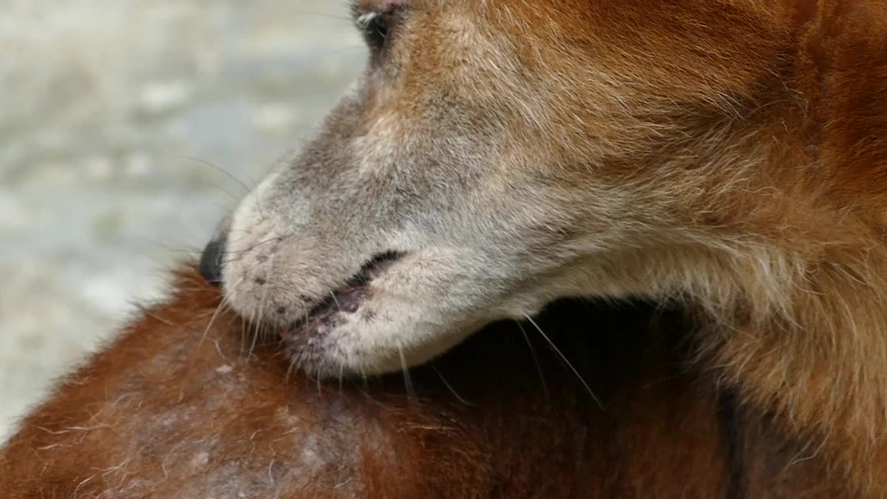 流浪狗狗蛀虫病视频素材