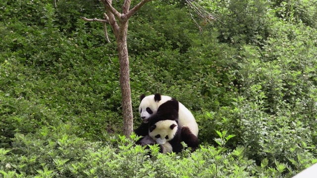 熊猫幼崽挂在树上，中国视频购买