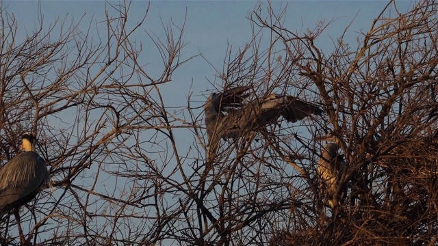 灰鹭，Ardea cinerea, Camargue，法国视频素材