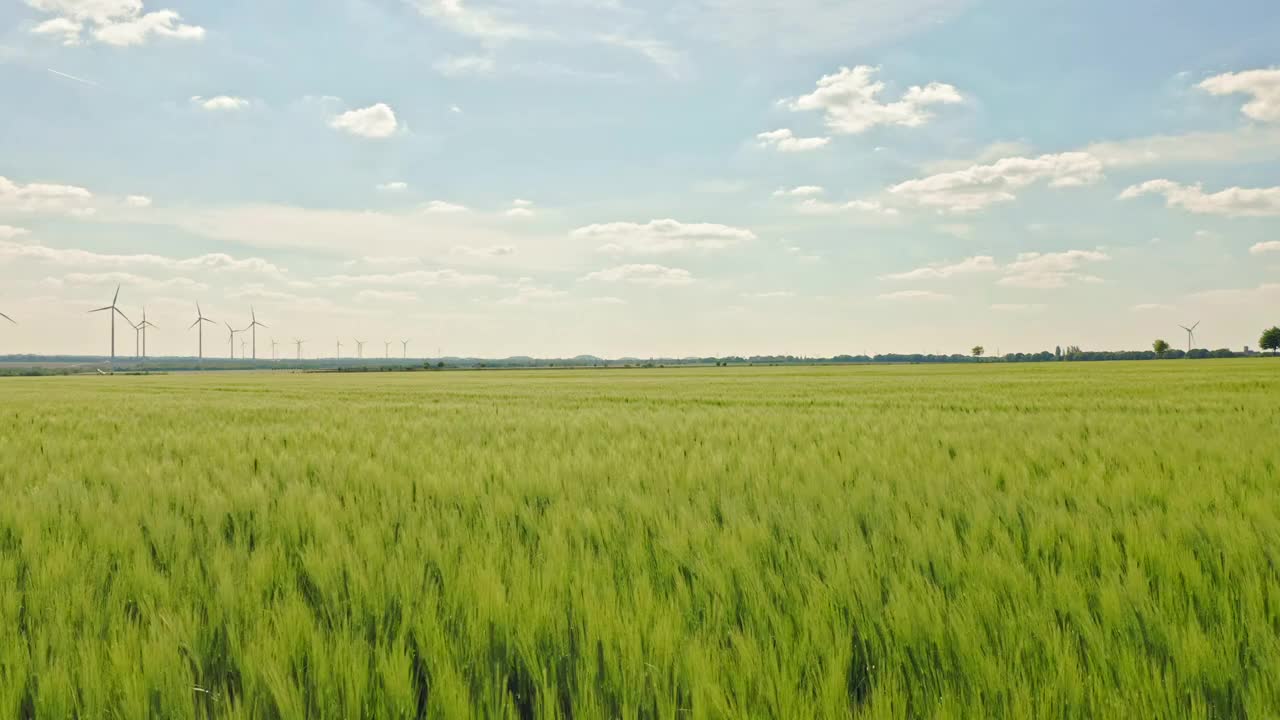 日落麦穗飞，云淡风轻，乡村乡村视频素材