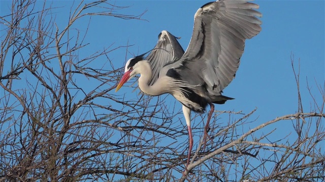 灰鹭，Ardea cinerea, Camargue，法国视频素材