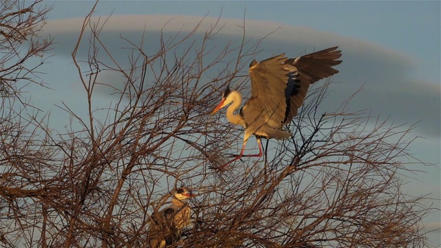 灰鹭，Ardea cinerea, Camargue，法国视频素材