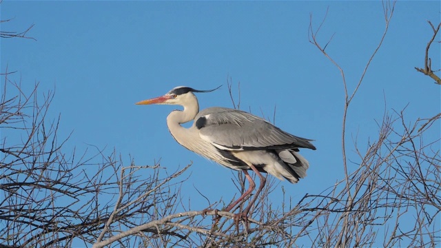 灰鹭，Ardea cinerea, Camargue，法国视频素材