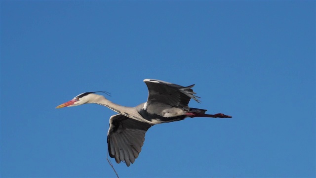 灰鹭，Ardea cinerea, Camargue，法国视频素材