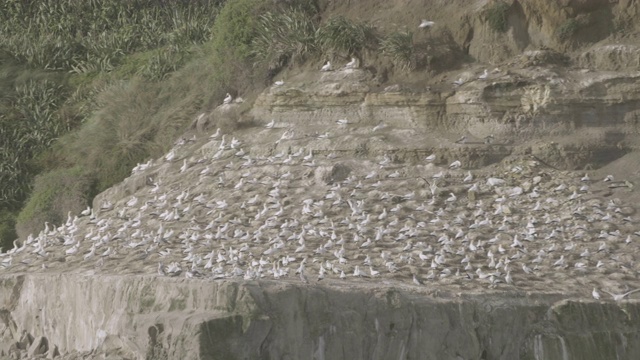 近距离拍摄的Muriwai塘鹅殖民地视频素材