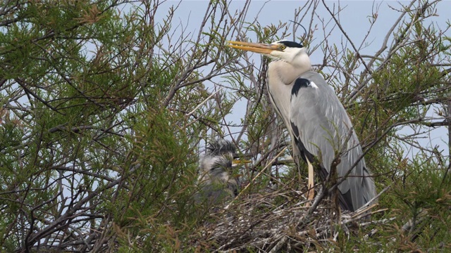 灰鹭，Ardea cinerea, Camargue，法国视频素材