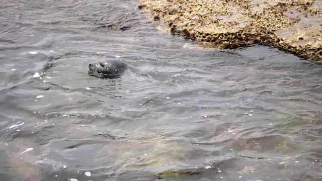 麻斑海豹视频素材