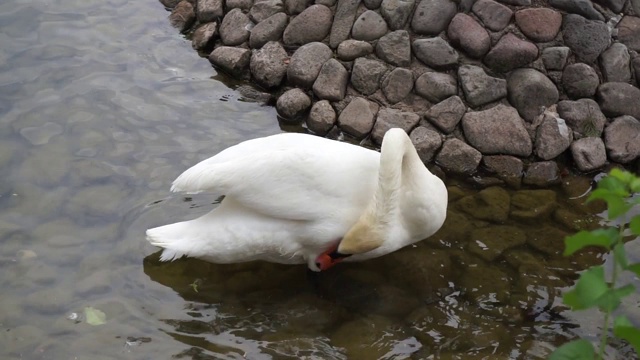 公园里的湖里漂浮着白天鹅，湖中养着白天鹅，湖中养着白天鹅，嘴里叼着白天鹅，视频素材