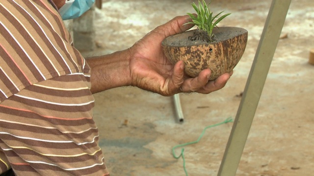 将土壤和植物放入椰子壳中视频素材