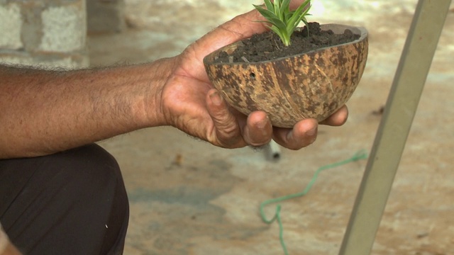 将土壤浇在植物上，注入椰子壳视频素材