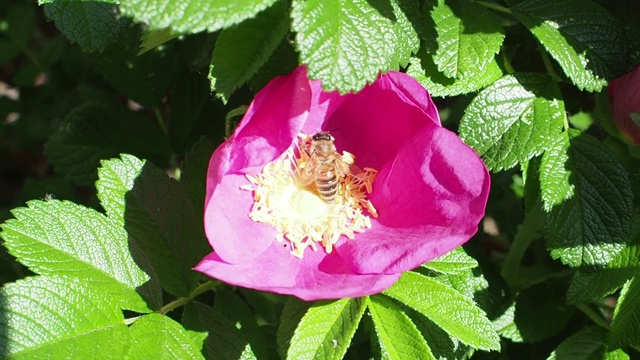 蜜蜂从玫瑰花蕊上采集花粉视频素材