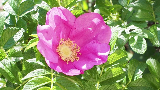 大黄蜂从狗玫瑰的粉红色花朵上采集花粉视频素材