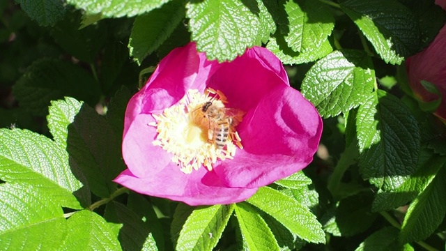 蜜蜂从玫瑰花蕊上采集花粉视频素材