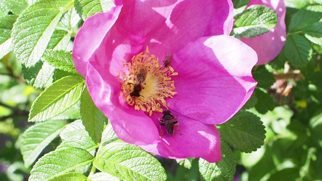 蜜蜂、食蚜蝇和苍蝇从狗玫瑰粉花上采集花粉视频素材