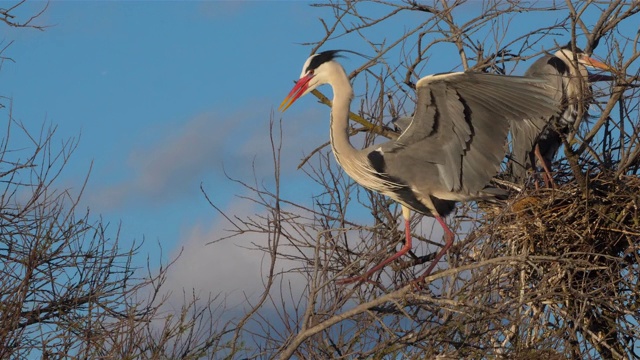 灰鹭，Ardea cinerea, Camargue，法国视频素材