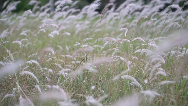 草地视频素材