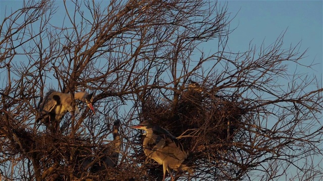 灰鹭，Ardea cinerea, Camargue，法国视频素材