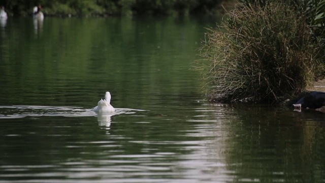 湖上的鹅的奇妙图片/帕穆克卡莱，德尼兹利
Pamukkale-Denizlei /土耳其11/06/2018视频素材