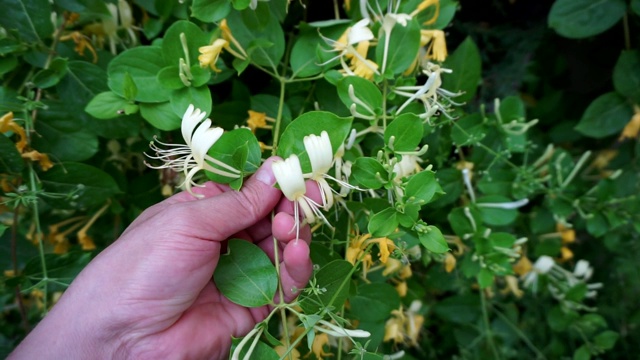 花园里的天然金银花，视频素材