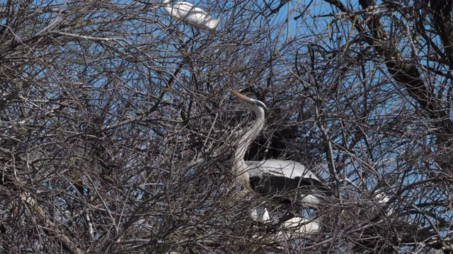 灰鹭，Ardea cinerea, Camargue，法国视频素材