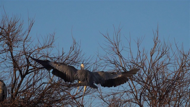 灰鹭，Ardea cinerea, Camargue，法国视频素材