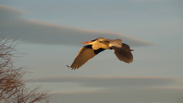 灰鹭，Ardea cinerea, Camargue，法国视频素材