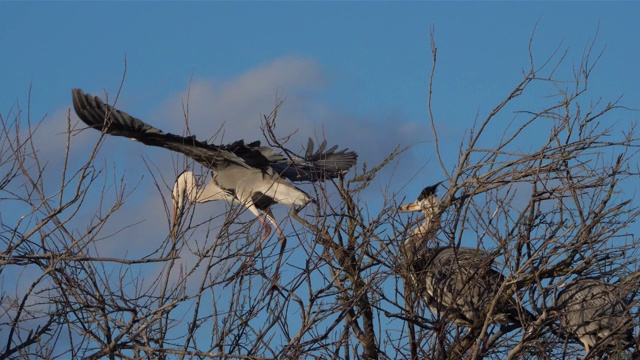 灰鹭，Ardea cinerea, Camargue，法国视频素材