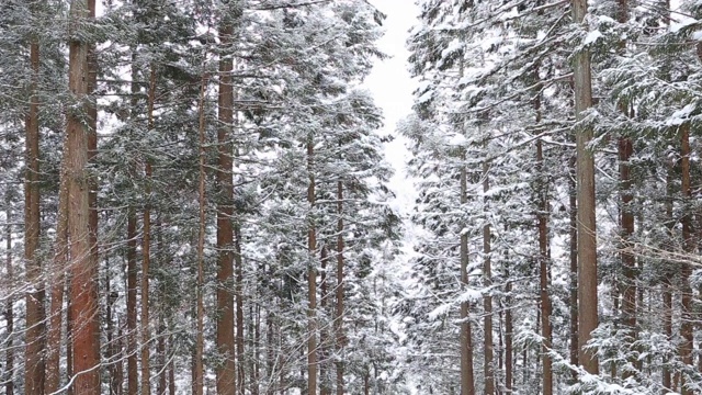 森林降雪视频素材