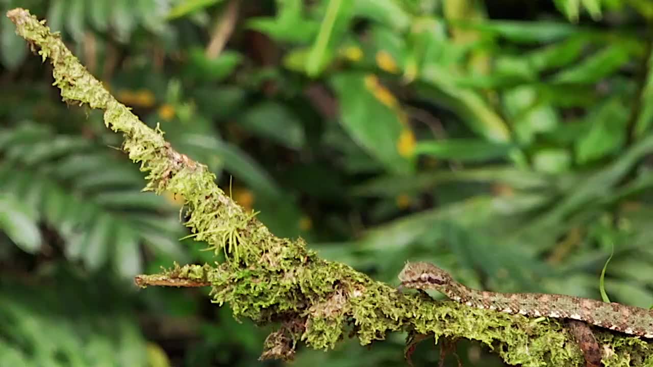 睫毛蝰蛇，沿着枝干爬行，拉古那德尔拉加托旅馆，哥斯达黎加视频下载