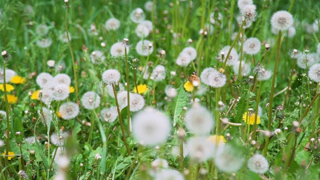 夏天的蒲公英田视频素材