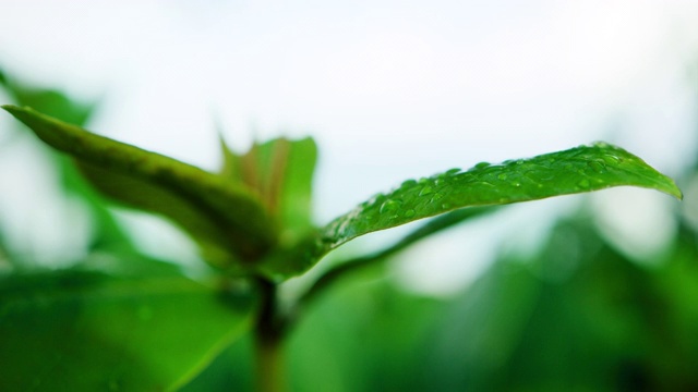 特写:水滴在植物绿叶上-瓦胡岛，夏威夷视频素材