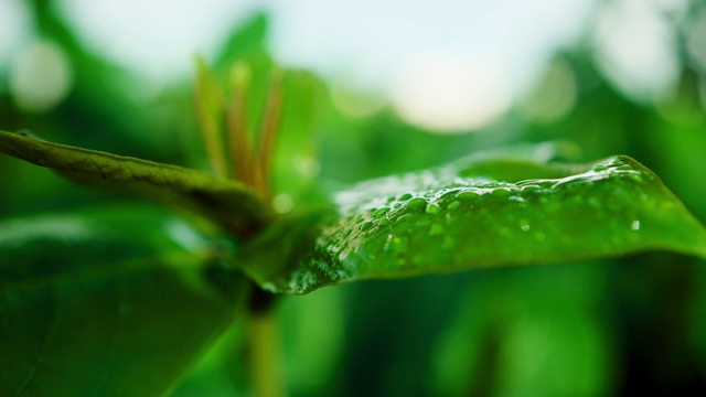 特写:一种叶子上有水滴的热带植物——夏威夷瓦胡岛视频素材