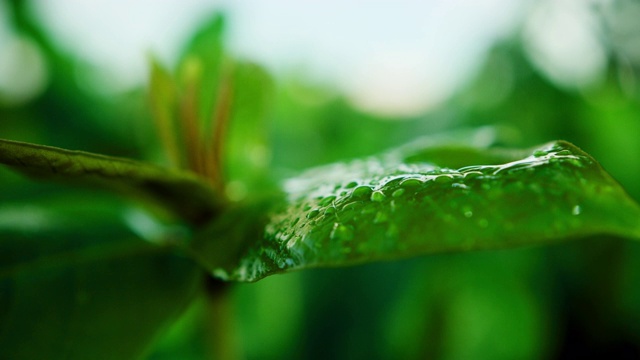 特写:一种植物绿叶上的小水滴——夏威夷瓦胡岛视频素材