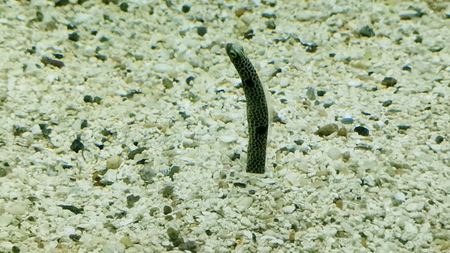 在海底吃浮游生物的花园鳗鱼视频素材