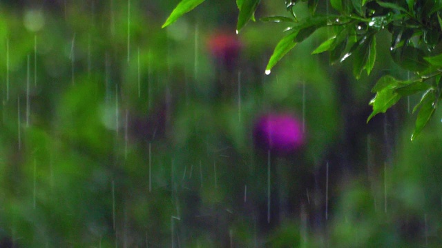 大雨慢动作雨滴在绿色的树叶背景视频素材